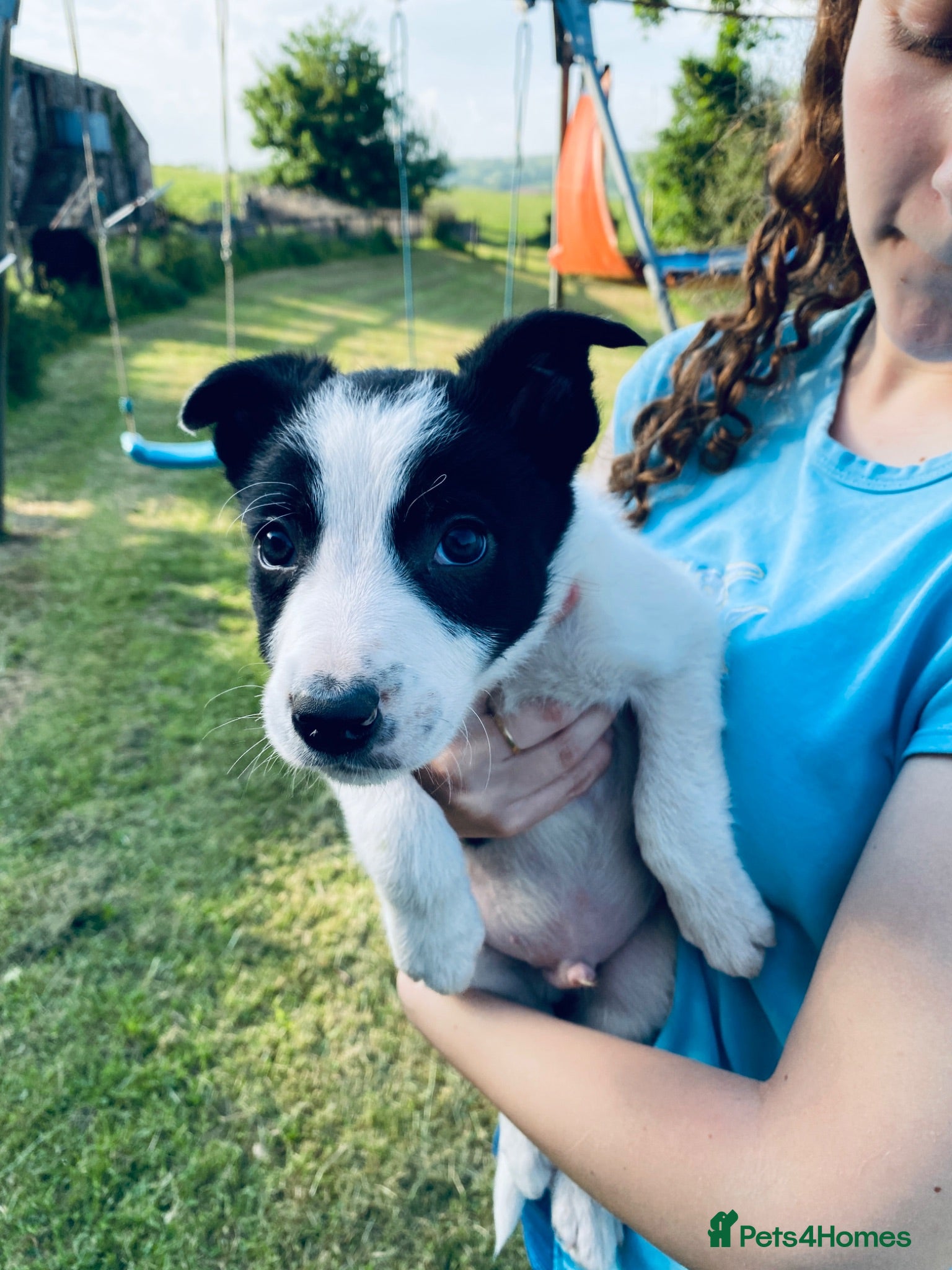 Border Collie dogs Super litter of border collies - Advert 1