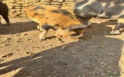 Pig livestock for sale: Gorgeous Kune Kune Piglets for sale - Image 9