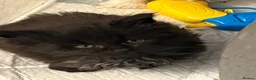 Maine Coon cats for sale: Adorable big Mainecoon babies  - Advert 23