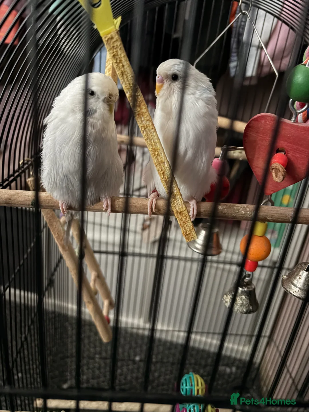 Budgerigars birds for sale: Two male budgies  in Holywood - Advert 1