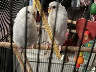 Budgerigars birds Two male budgies - Advert 1