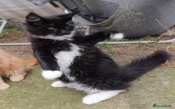 Maine Coon cats for sale: Maine-Coon kittens  - Image 31