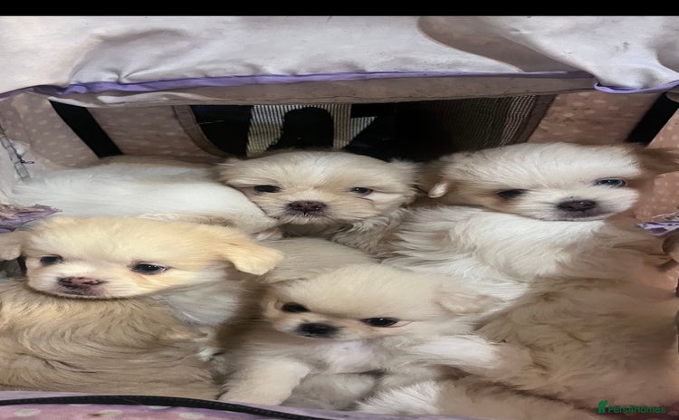 Mixed Breed dogs - Advert 1