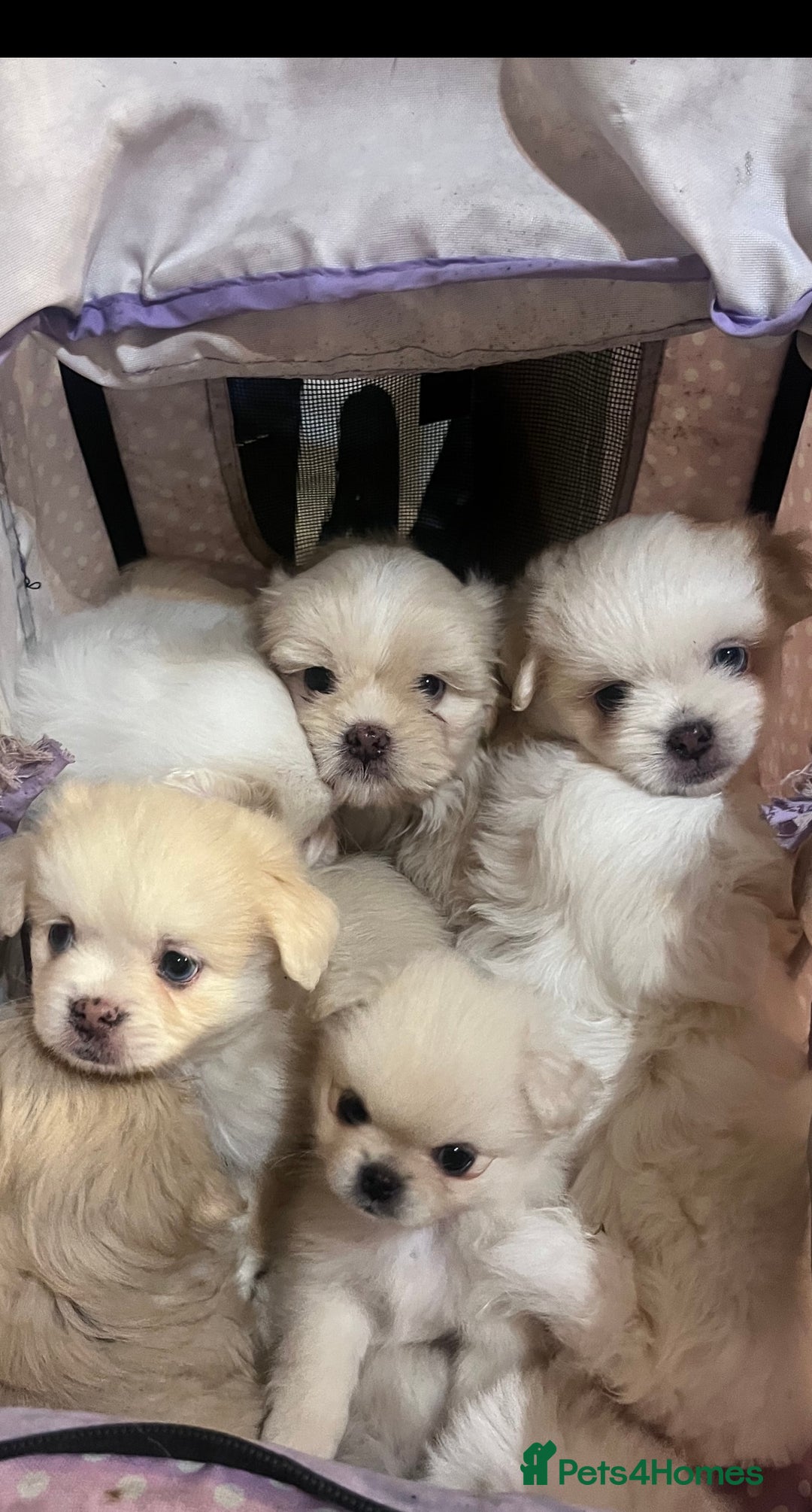 Mixed Breed dogs for sale: Adorable puppies for sale  - Image 1