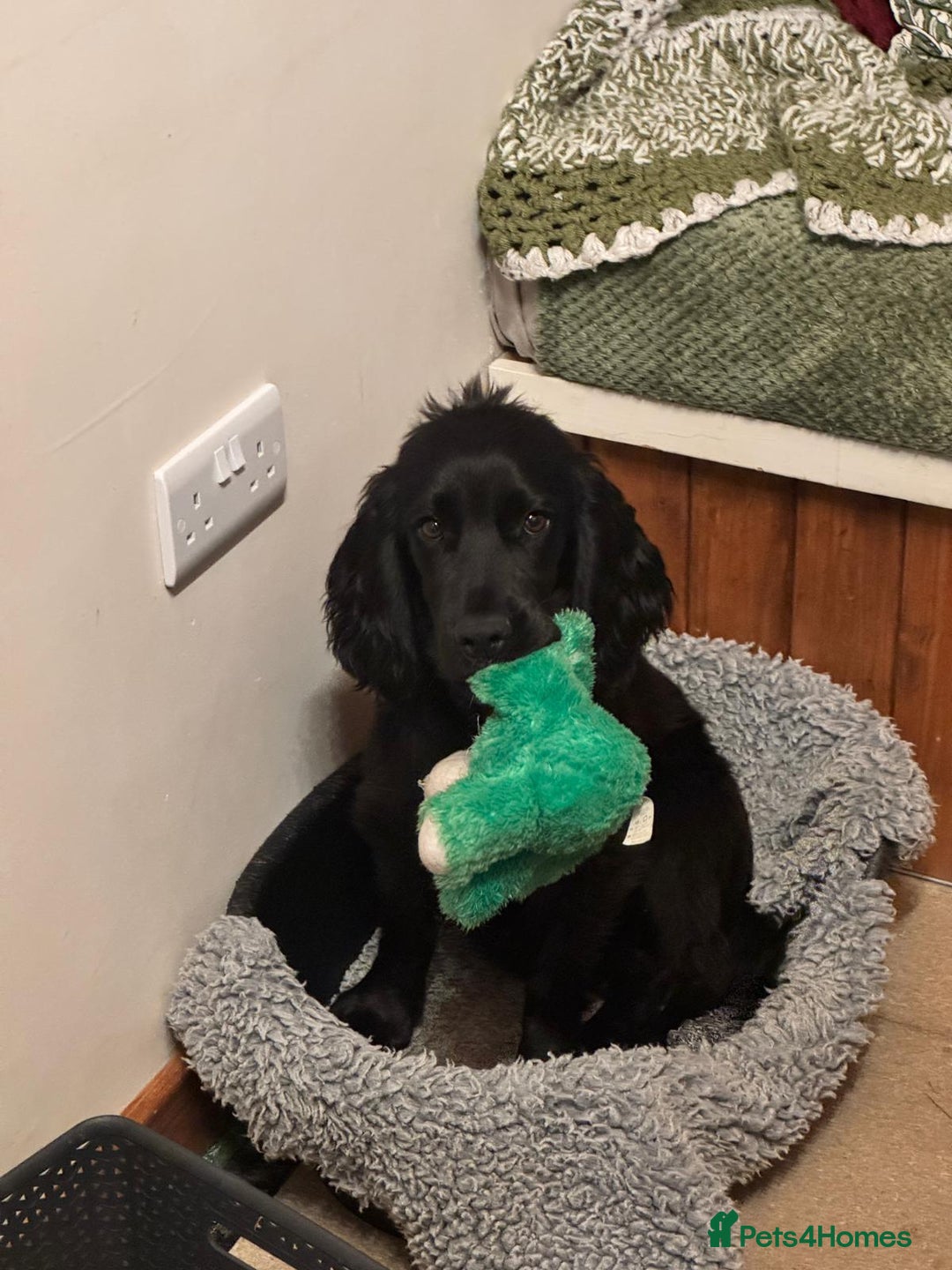 Cocker Spaniel dogs for sale: Gorgeous Spaniel looking for a new home ASAP - Advert 2