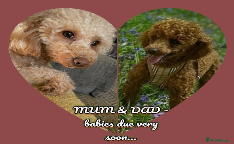 Toy Poodle dogs - Advert 1
