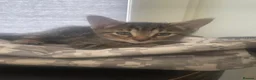Mixed Breed cats for sale: Gorgeous little female bengal/tabby left in Thame - Advert 3