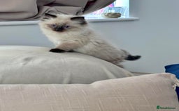 Ragdoll cats for sale: One male and one female left - Image 1