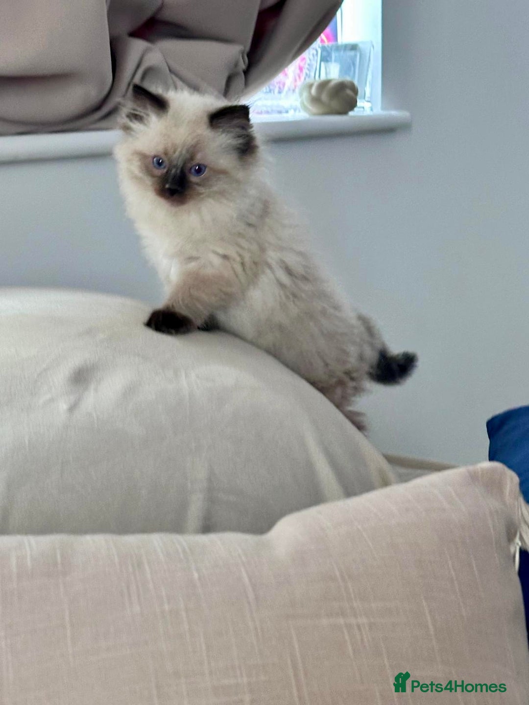 Ragdoll cats for sale: One male and one female left - Image 1