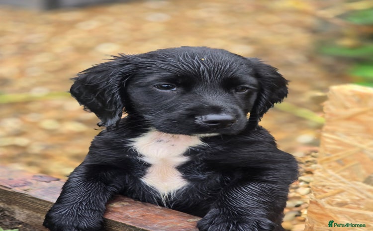 Sprocker dogs - Advert 3