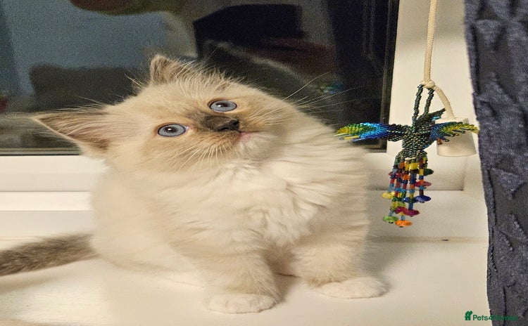 Ragdoll cats - Advert 5