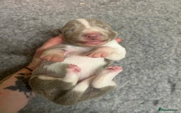 Border Collie dogs for sale: Fully health tested lilac and white kcreg puppies  - Image 3