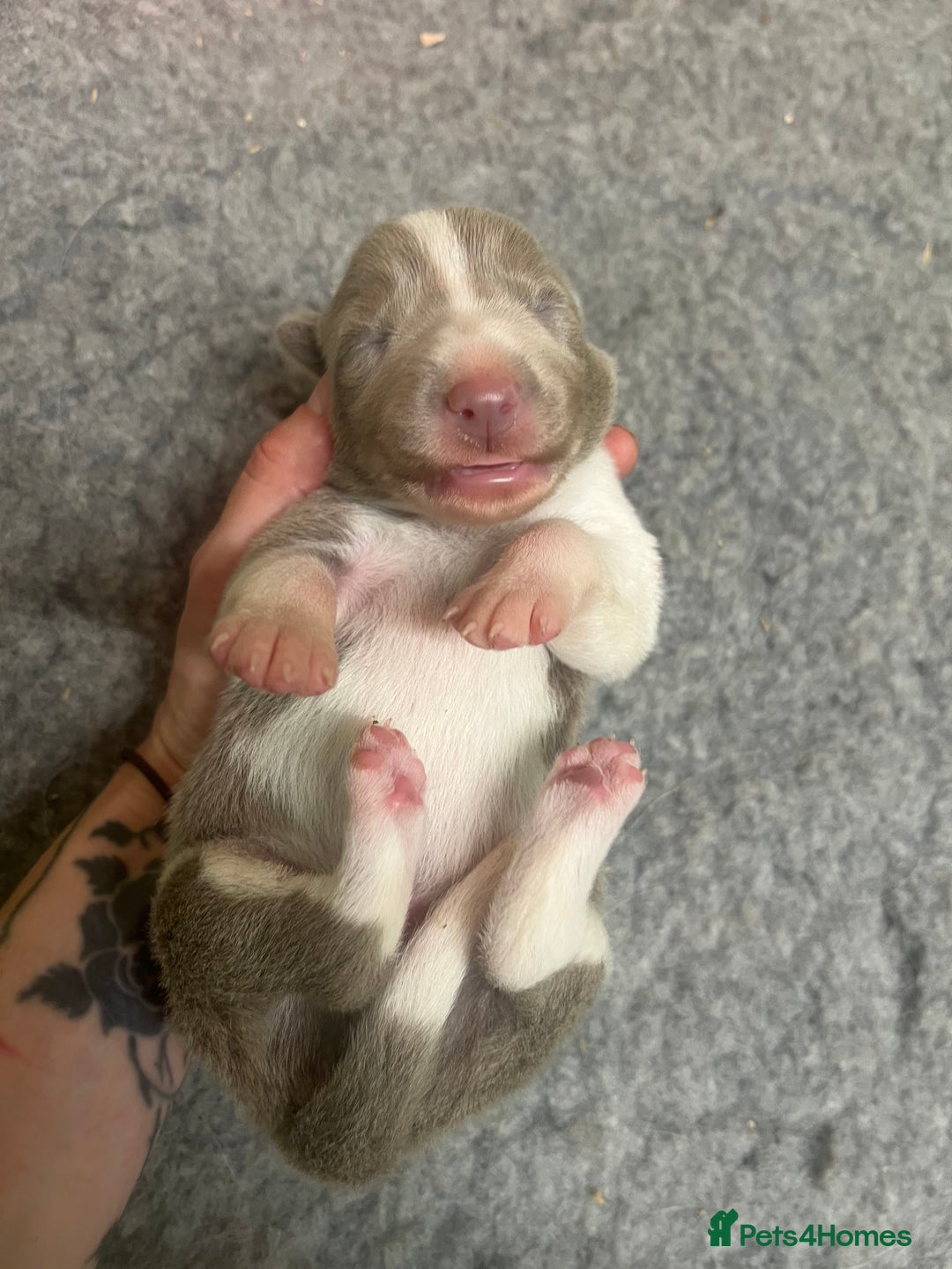 Border Collie dogs for sale: Fully health tested lilac and white kcreg puppies  - Image 3