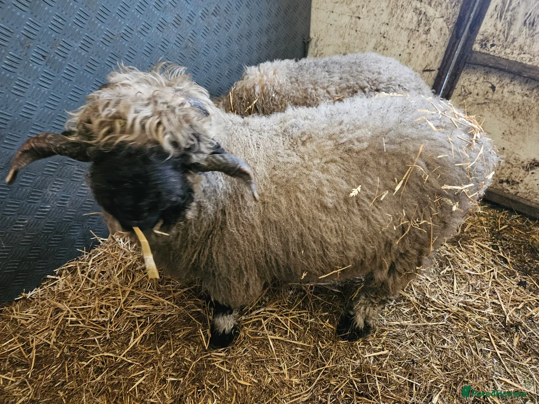 Sheep livestock for sale: Valais blacknose sheep - Advert 1