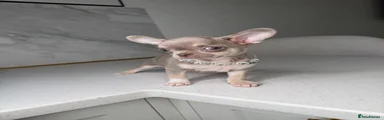 Chihuahua 3