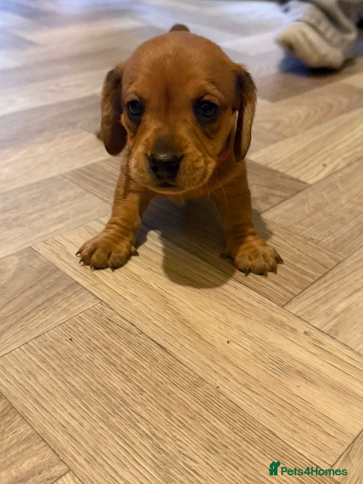 Dachshund dogs for sale: Dashound pups for sale  - Advert 5