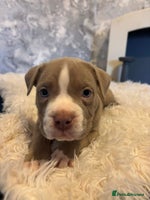 American Bully dogs ✨ Pocket bully puppies ✨ - Advert 1