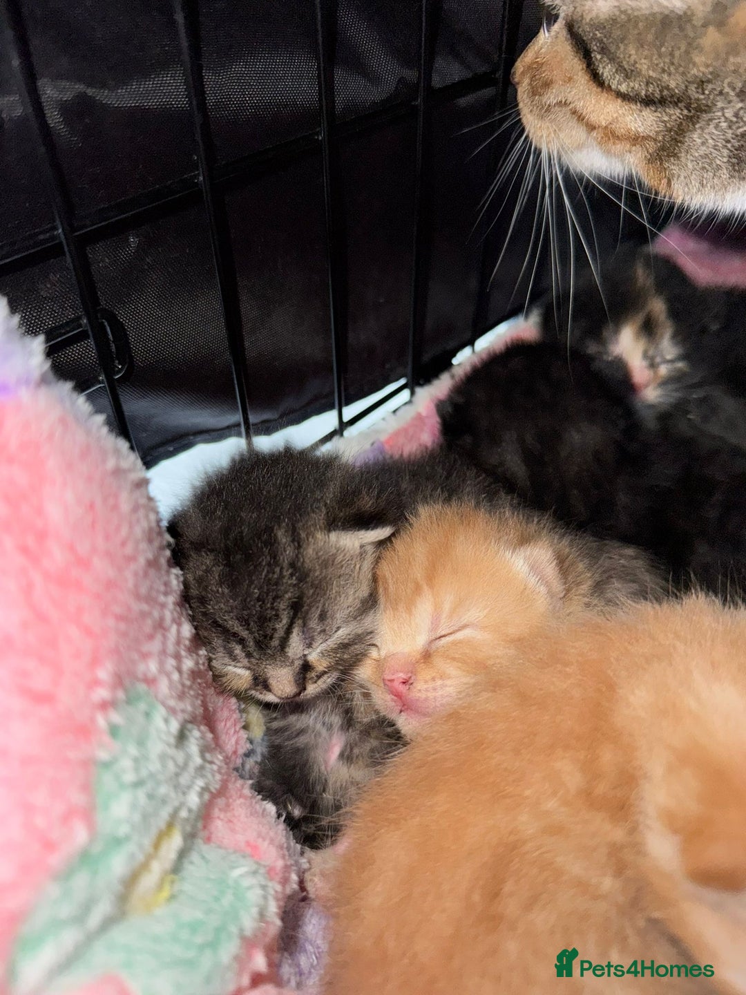 British Shorthair cats for sale: BRITISH SHORTHAIR CROSS OCICAT KITTENS - Image 7