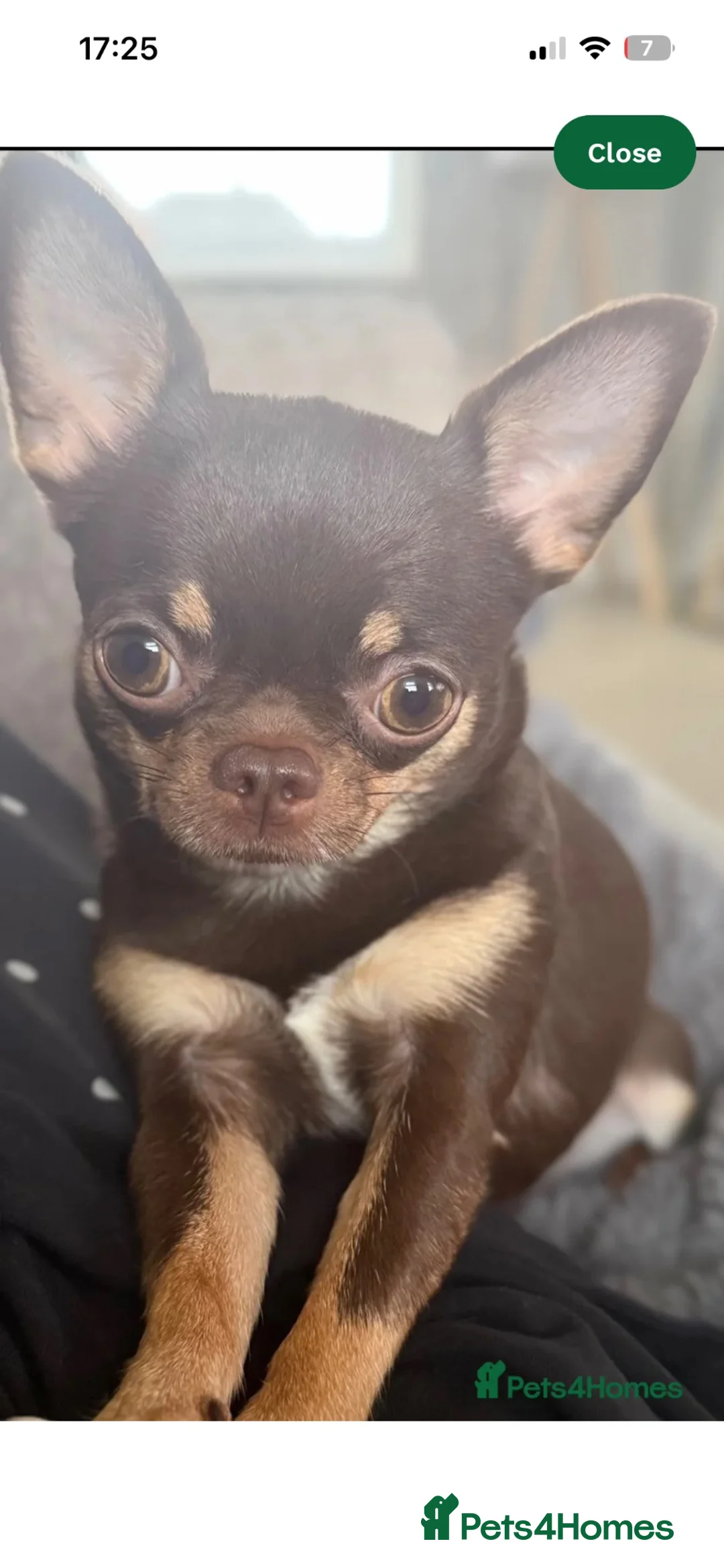 Chihuahua dogs for sale: 2 female chihuahuas for sale  - Advert 1