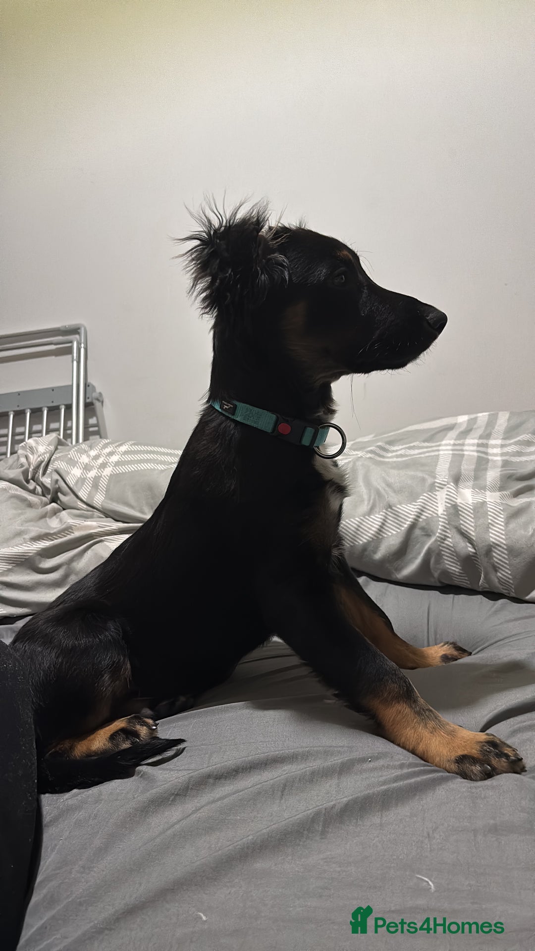 Mixed Breed dogs for sale: German Shep x cocker spaniel(show )  - Advert 2