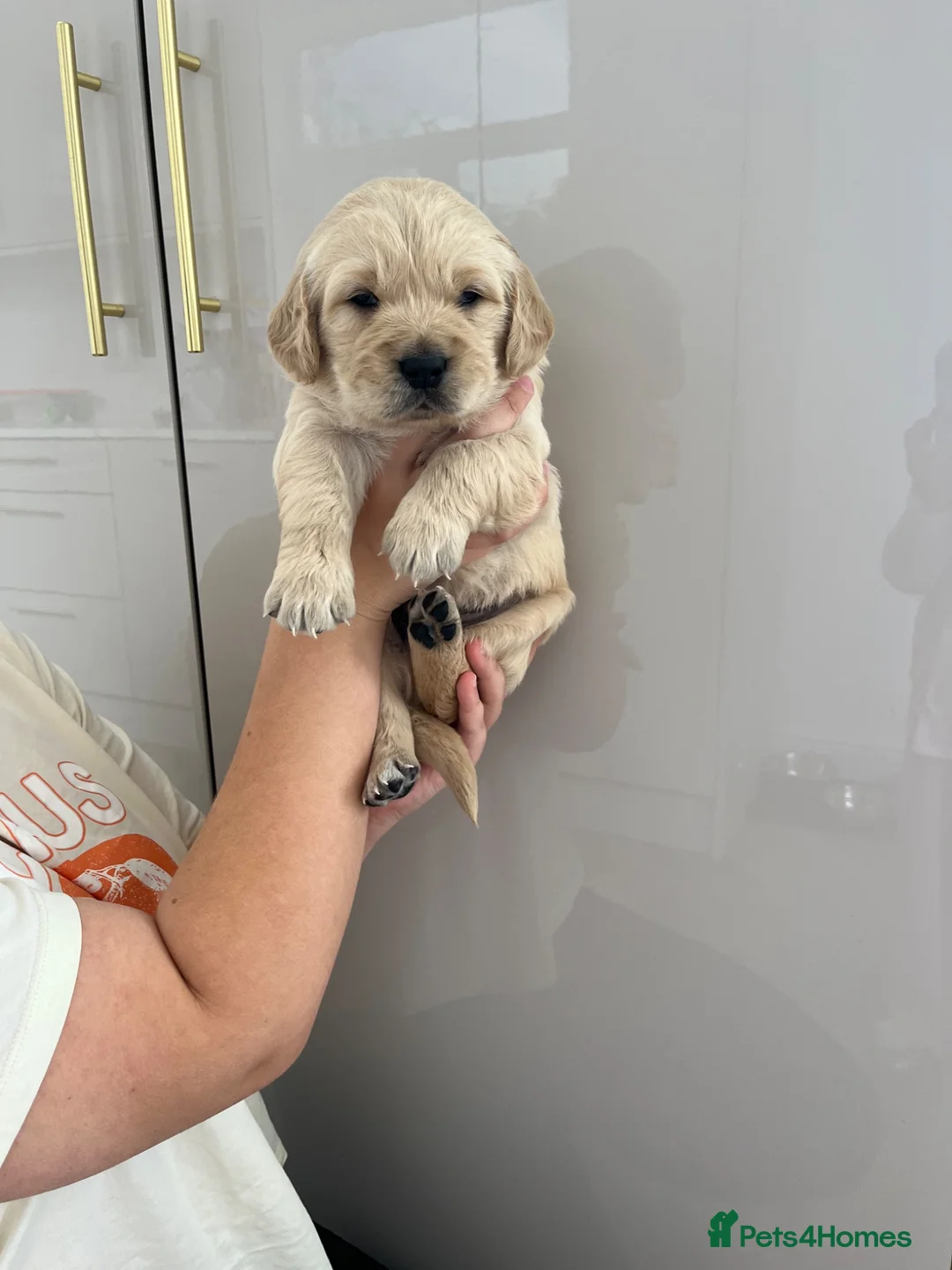 Golden Retriever dogs for sale: Golden retriever puppys - Advert 2