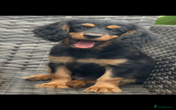 Cavapoo dogs for sale: Cavapoo rare black &tan health tested  - Image 8