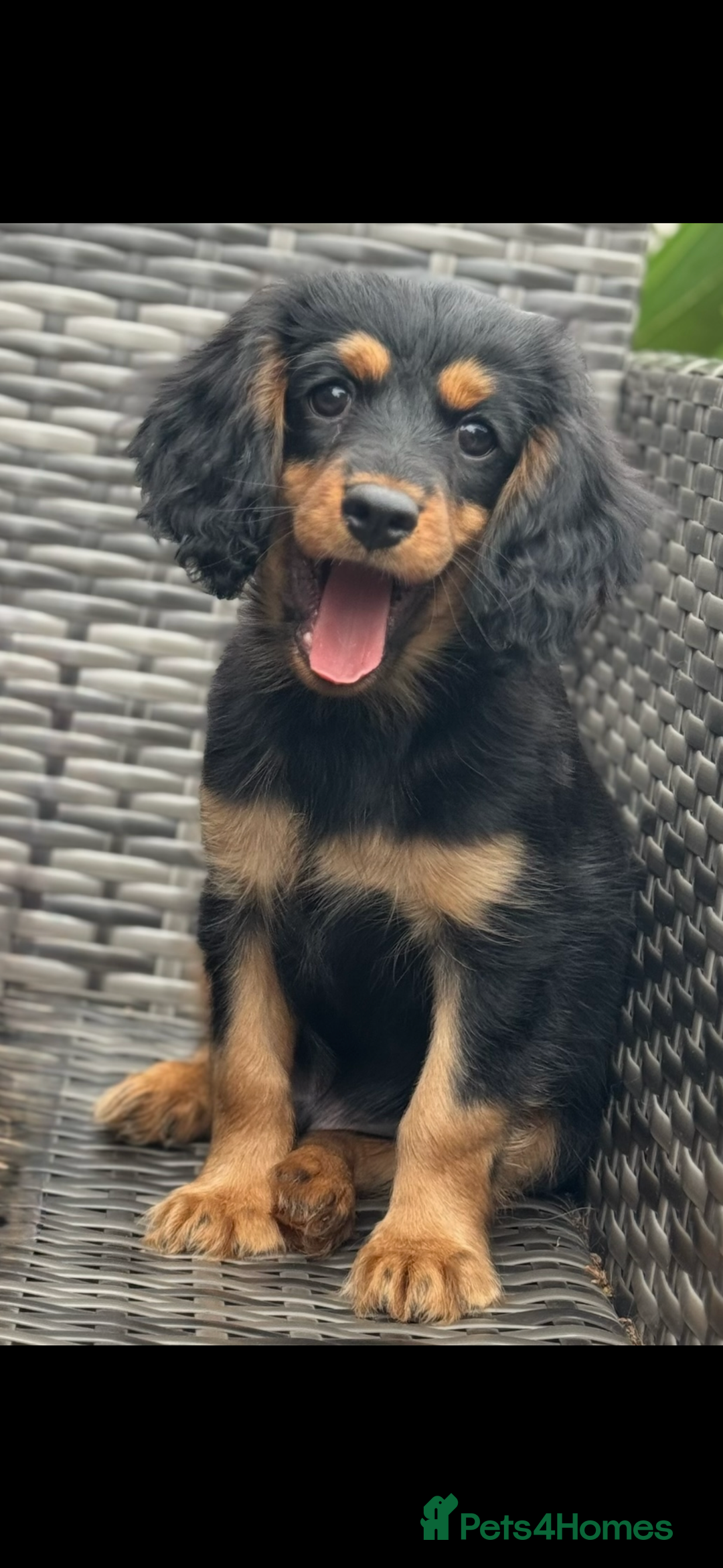 Cavapoo dogs for sale: Cavapoo rare black &tan health tested  - Image 8