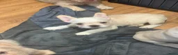 French Bulldog dogs for sale: fully vac French bulldog pups ready now  - Advert 7