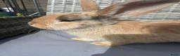 Mixed Breed rabbits for sale: Rabbit in Ebbw Vale - Advert 3