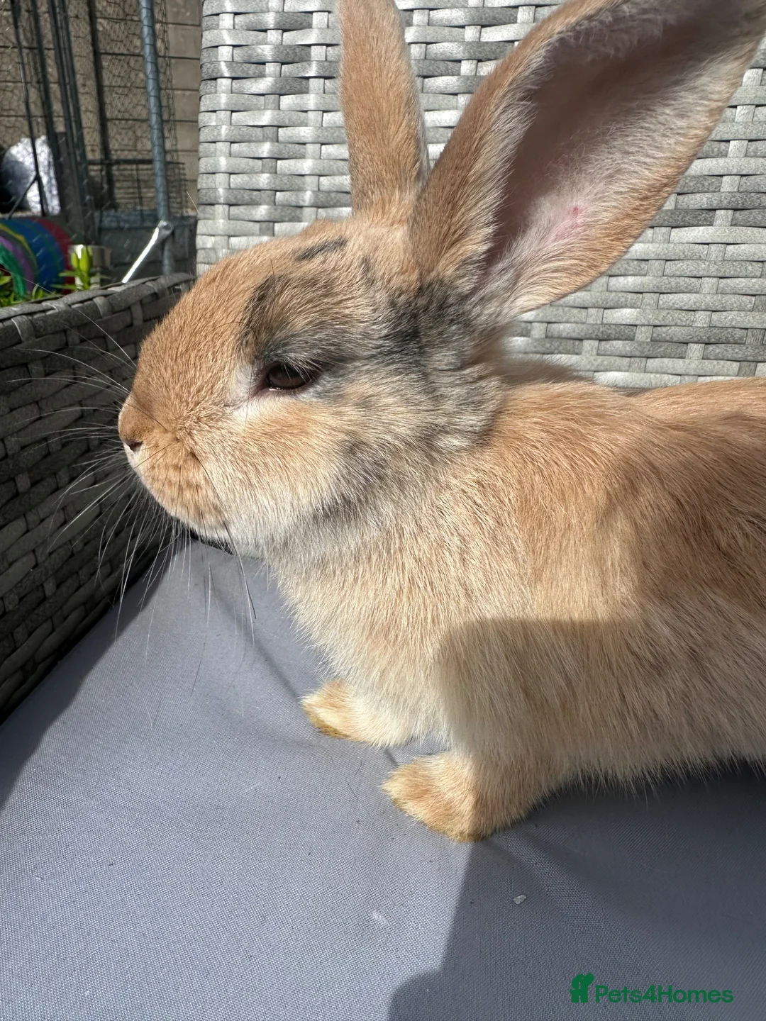 Mixed Breed rabbits for sale: Rabbit in Ebbw Vale - Advert 3