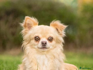 Chihuahua dogs in Leeds - Advert 21