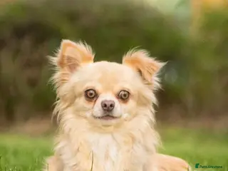 Chihuahua dogs Rafael for stud in Leeds - Advert 24