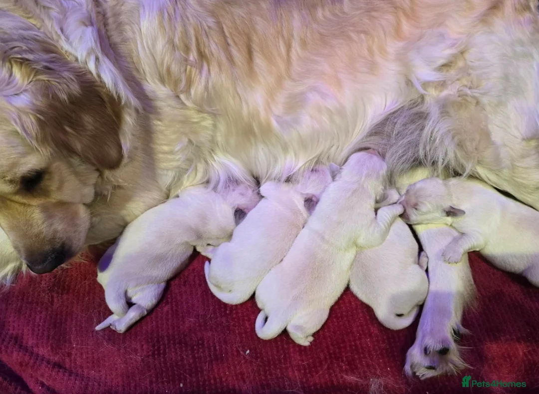 Golden Retriever dogs for sale: Beautiful Golden Retriever Puppies  - Advert 4