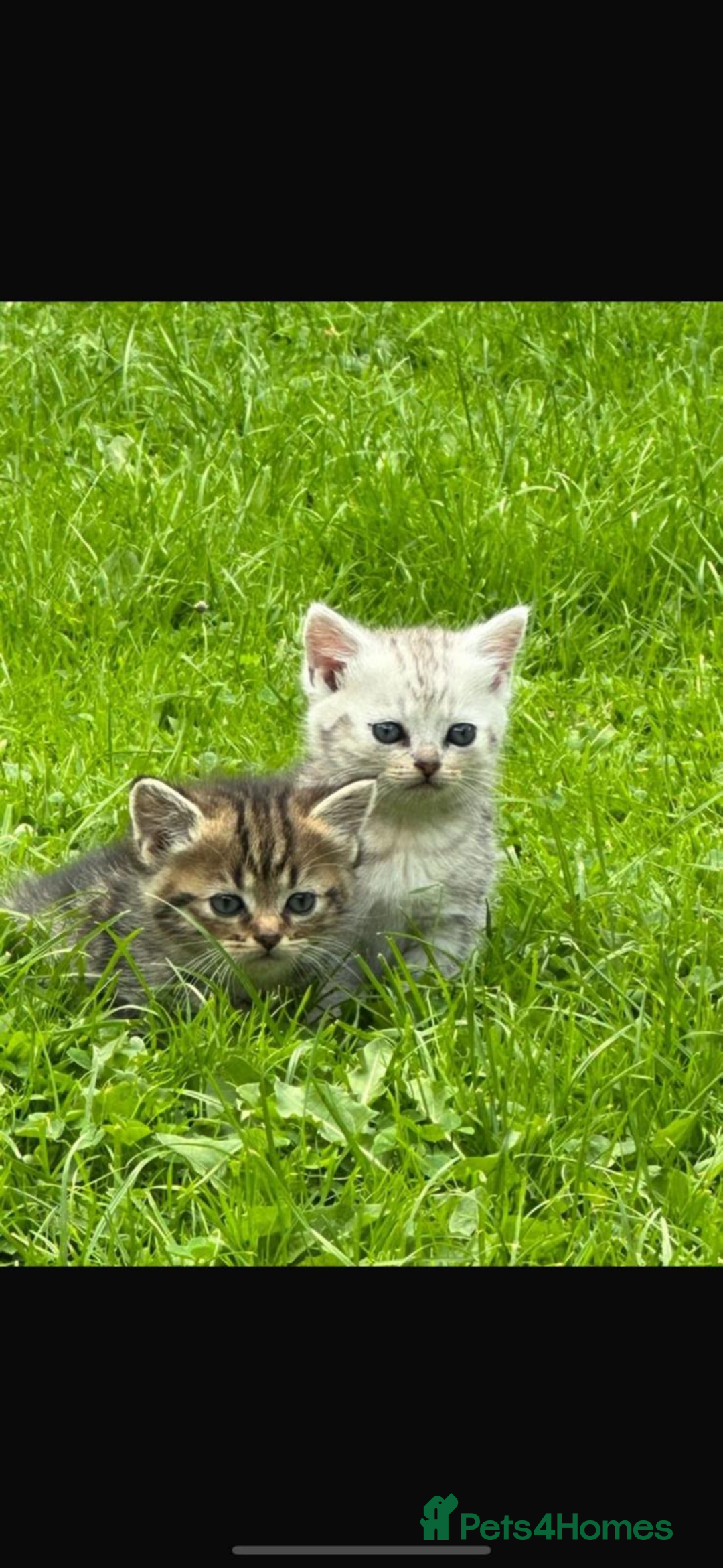 British Shorthair cats for sale: Stunning British shorthair X - Image 1