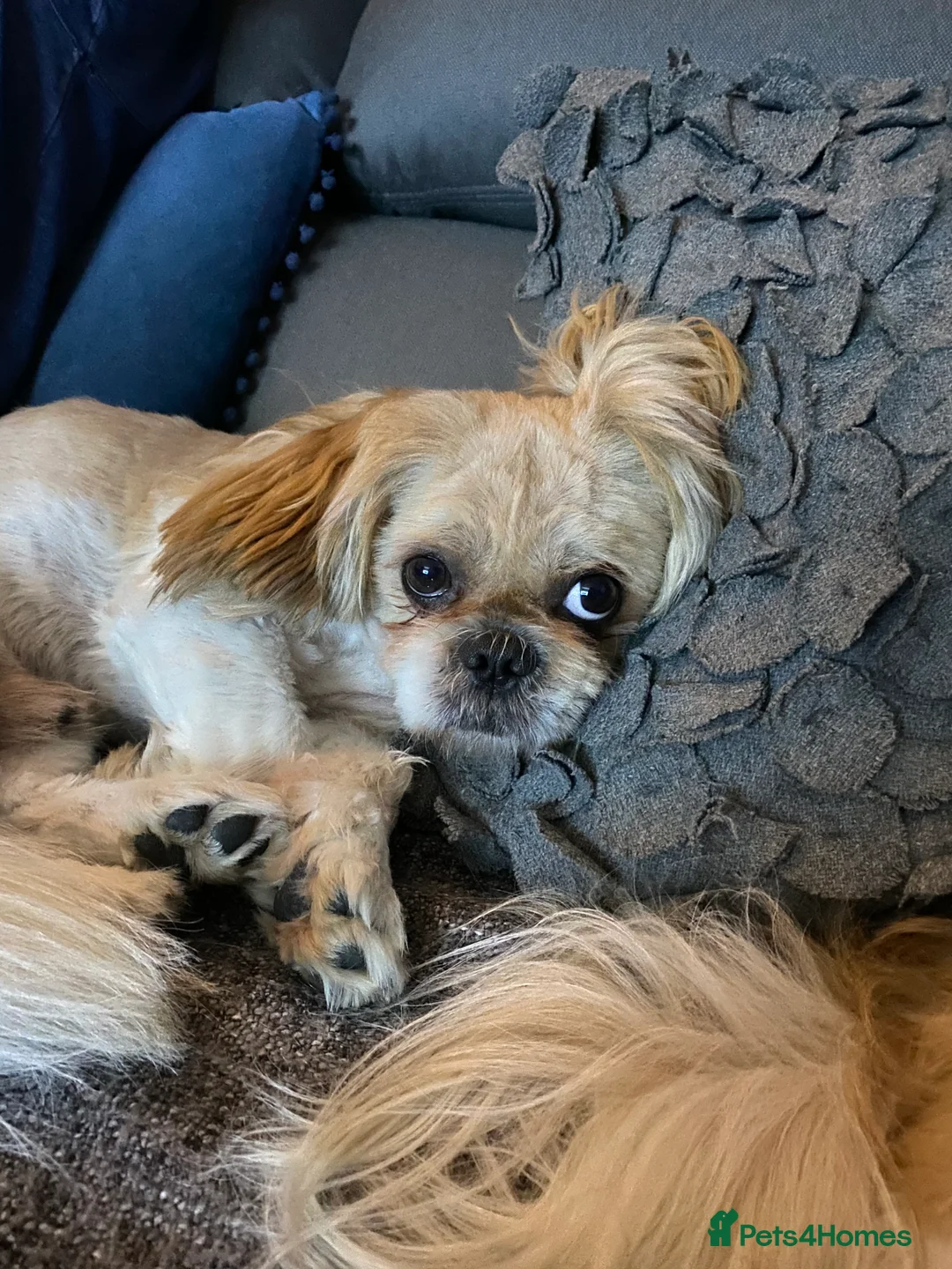 Shih Tzu dogs for stud: Shih tzu for stud in Newcastle upon Tyne - Advert 2