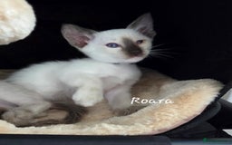 Oriental cats for sale: 8 supersoft GCCF registered Oriental kittens  - Image 6