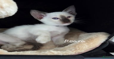 Oriental cats - Advert 5