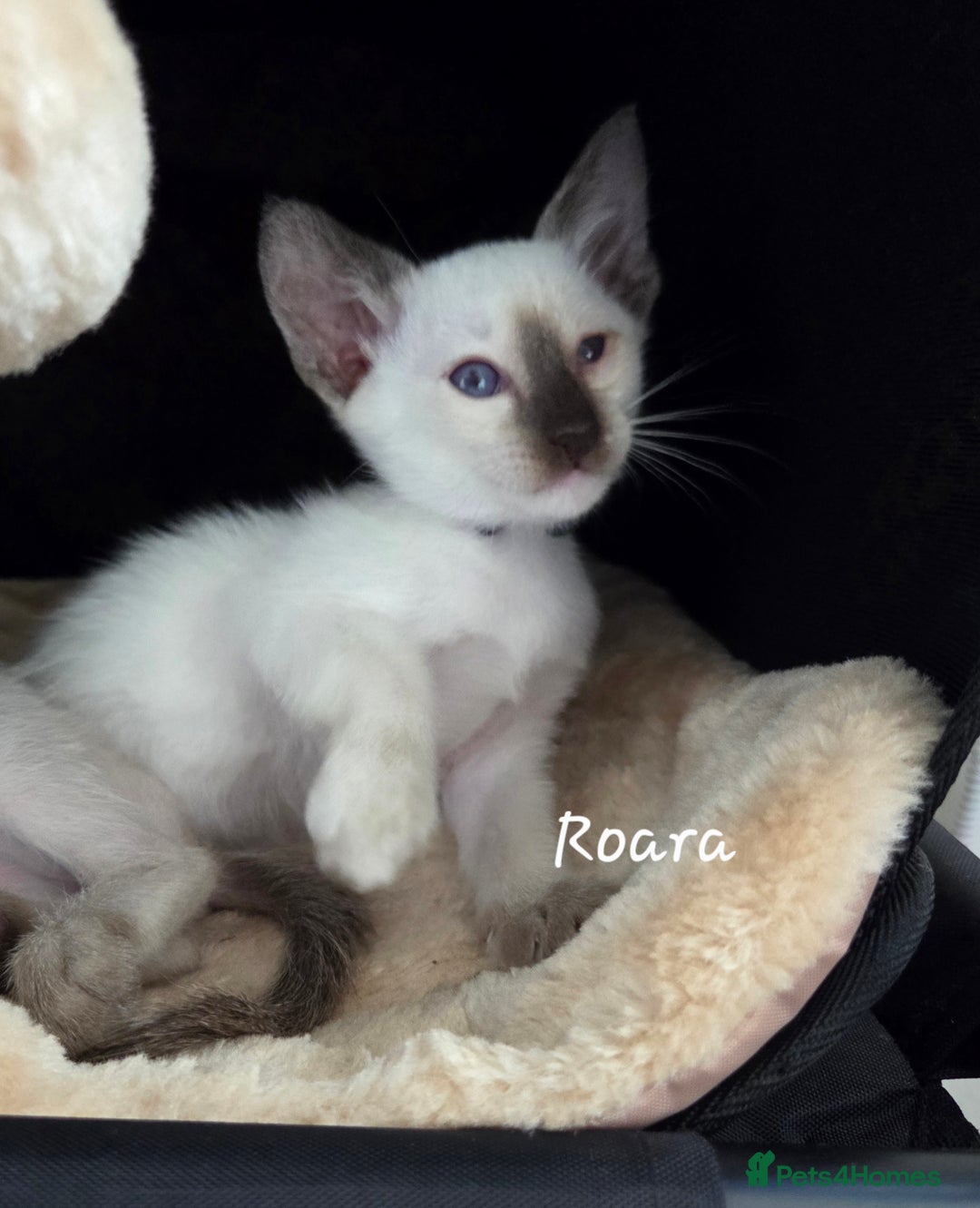 Oriental cats for sale: 8 supersoft GCCF registered Oriental kittens  - Image 6