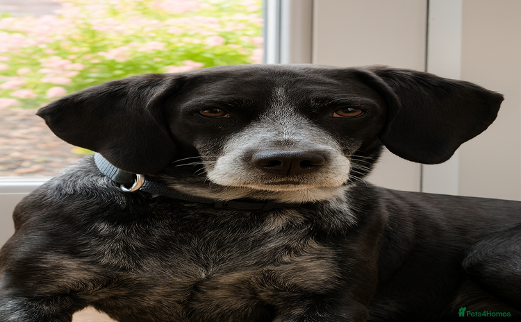 Mixed Breed dogs - Advert 5