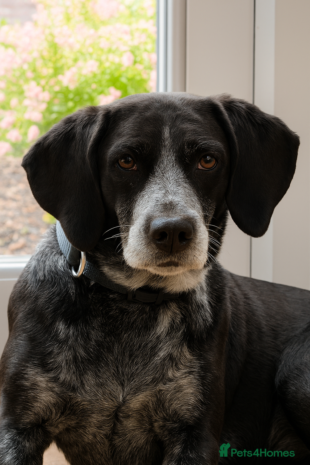 Mixed Breed dogs for adoption: Merinda your loyal companion - Image 1