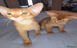 Abyssinian cats for sale: Beautiful Aby  kitten from Champions line - Image 4