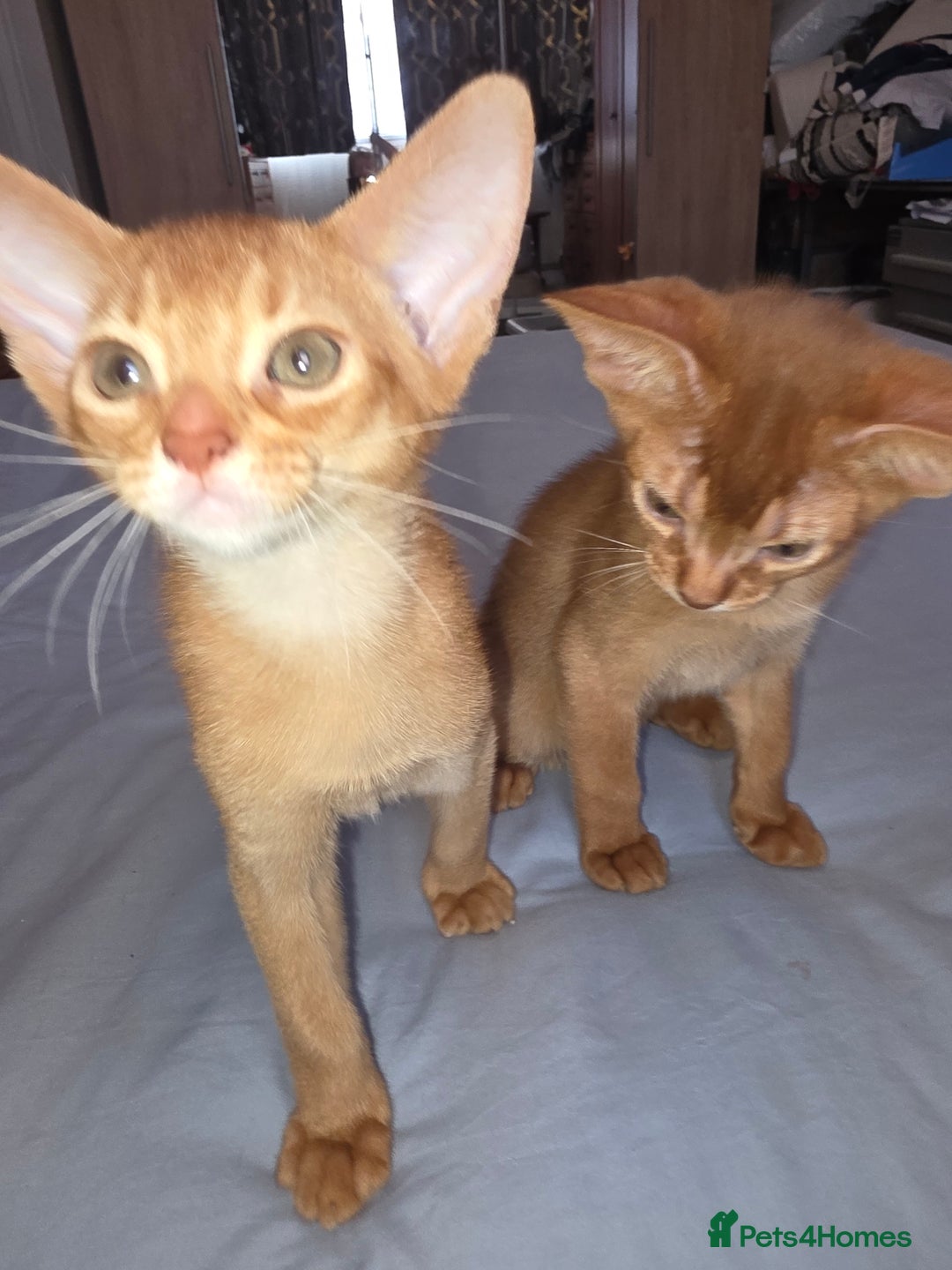 Abyssinian cats for sale: Beautiful Aby  kitten from Champions line - Image 4