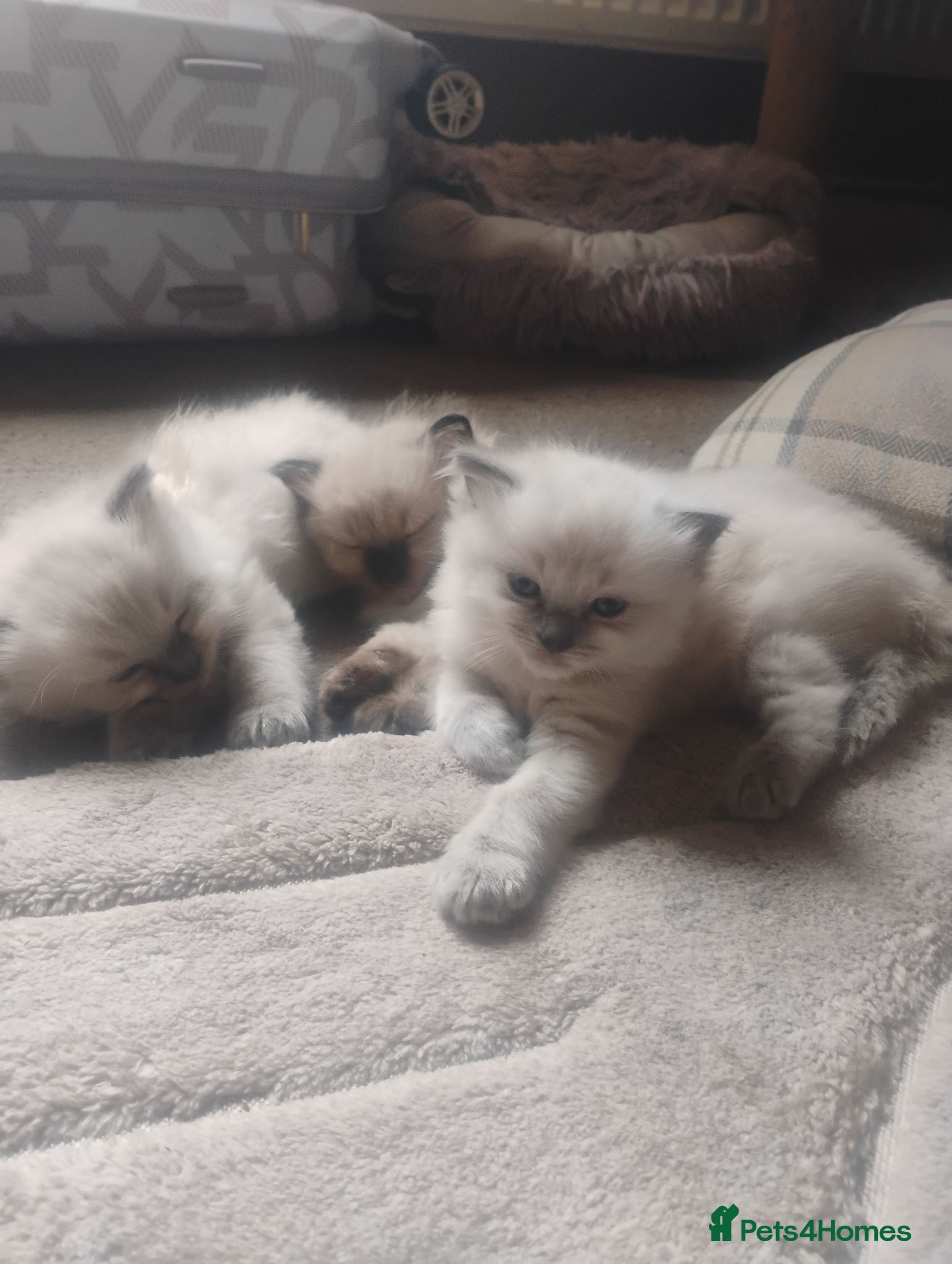 Ragdoll cats Ragdolls  - Advert 1