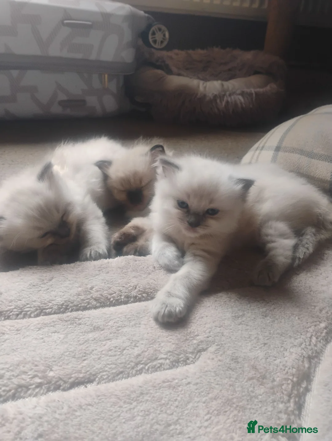 Ragdoll cats for sale: Ragdolls  - Advert 1