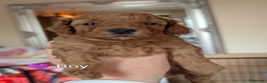 Cavapoo Puppy 5