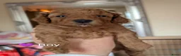 Cavapoo dogs for sale: Toy/Small Cavapoo Puppies – Ready Soon 🐾 4💙 2🩷 - Advert 25