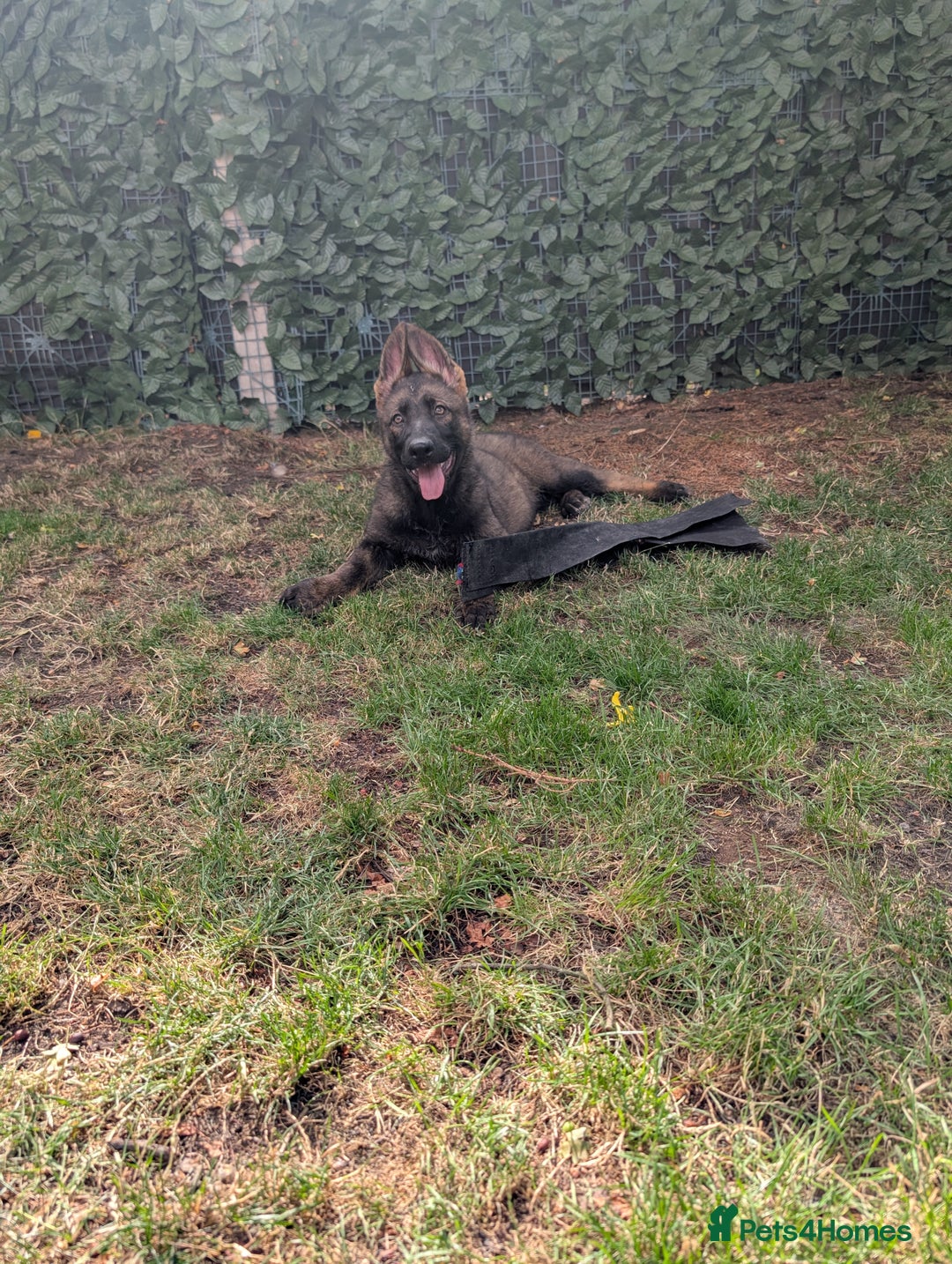German Shepherd dogs for sale: German Shepherd puppies  in Scunthorpe - Image 8