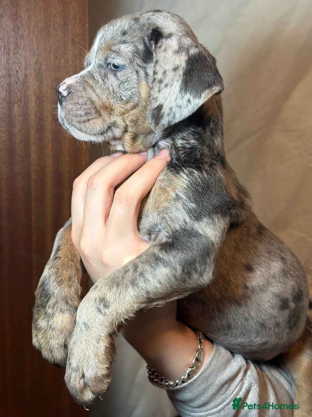 Olde English Bulldogge dogs for sale: 8 week old Olde English Bulldogges  - Advert 5