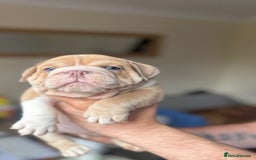 English Bulldog dogs for sale: Beautiful English Bulldog Puppies - Image 4