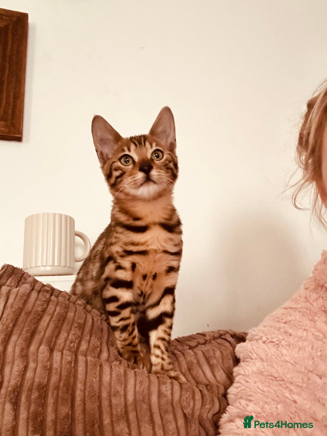 Bengal cats for sale: Tica registered bengal girl kitten 15 weeks - Advert 4